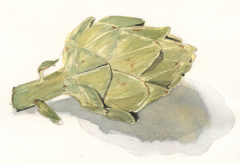 Watercolor of an artichoke