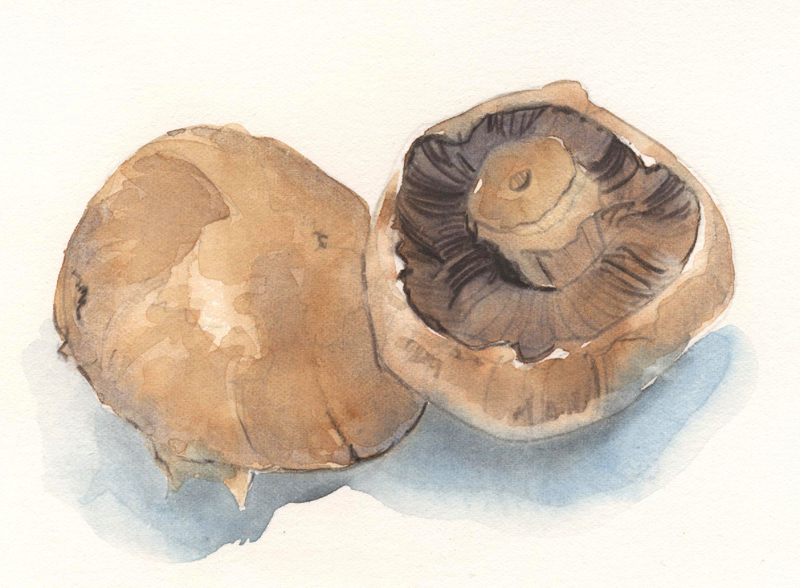 Watercolor of mushrooms